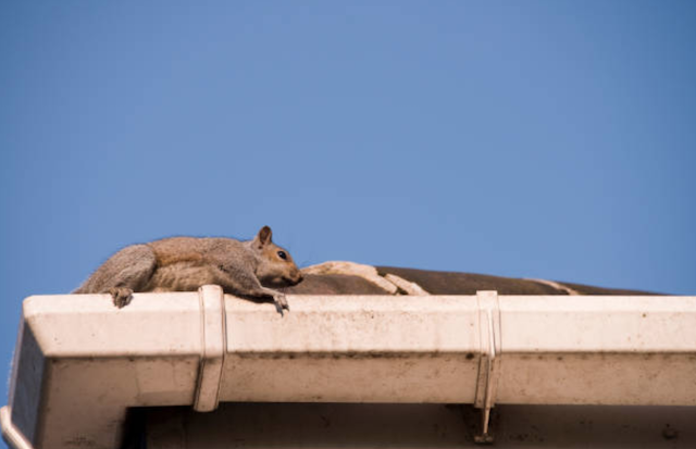 squirrel crawling in a gutter